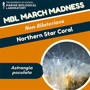 MBL March Madness: Northern Star Coral (Astrangia poculata)