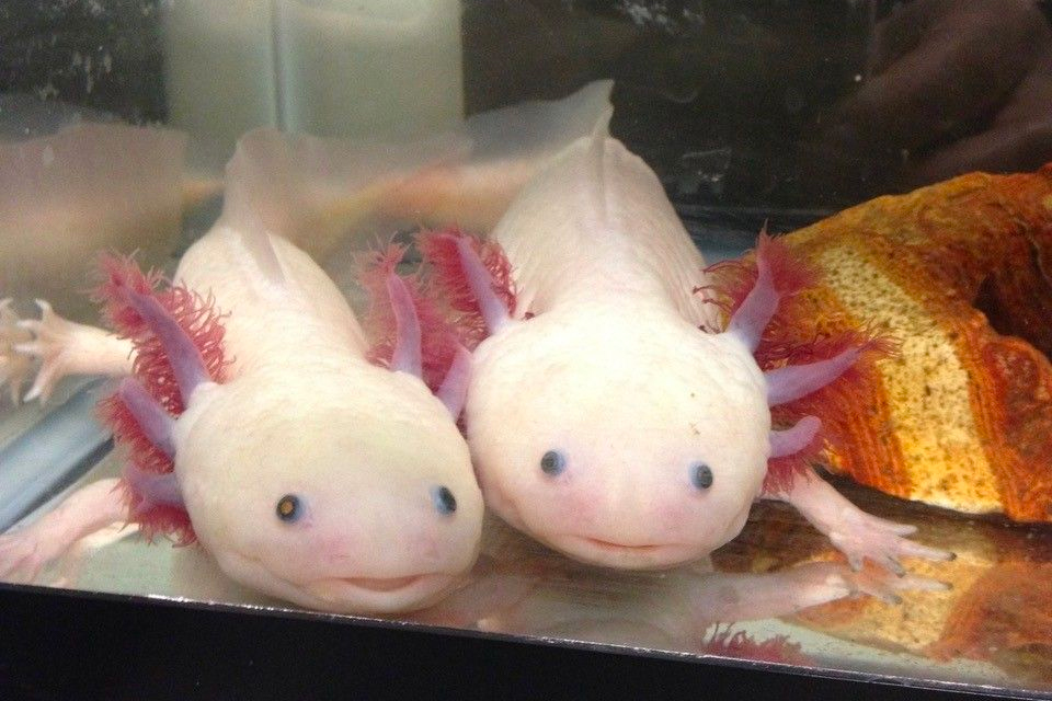 two axolotls in a tank. credit: Karen Echeverri