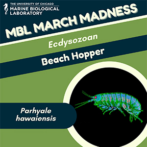 MBL March Madness: Beach Hopper (Parhyale hawaiensis)