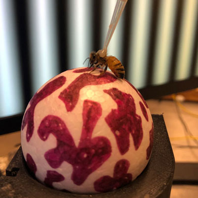 Equipped with miniature harnesses that prevents them from flying away, bees are placed onto a suspended ball and presented with digital screens to replicate how a bee perceives movement. When they move the ball in the direction of movement, their responses are calculated. Photo: Rachel Parkinson