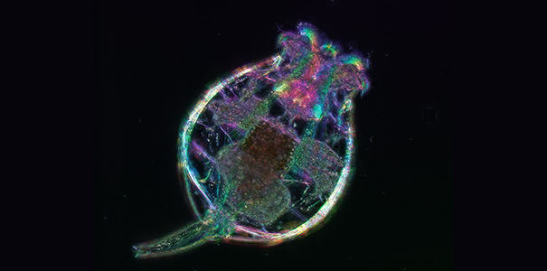 Brachionus rotifer