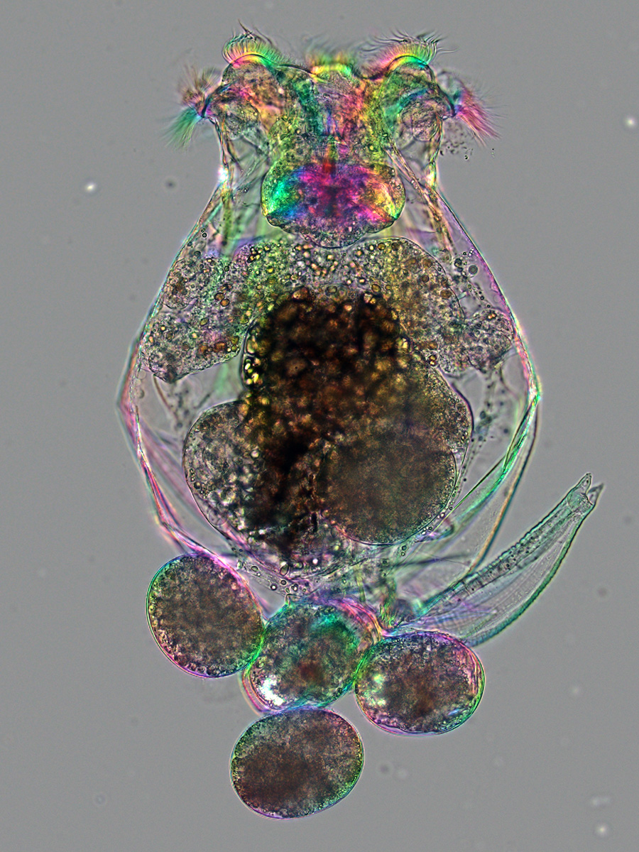 A female Brachionus manjavacas rotifer, carrying four large eggs. The hair-like cilia at the top are used for swimming and filter feeding, while the tail-like “foot,” ending in two small toes, is used for defense and attachment. Photo credit: Michael Shribak and Kristin Gribble.