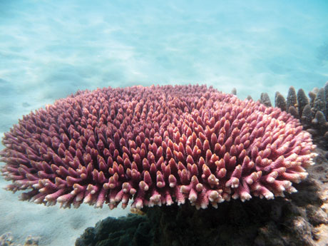 Branching Coral Branching coral Acropora sp. (Photo by Maria Byrne, University of Sydney