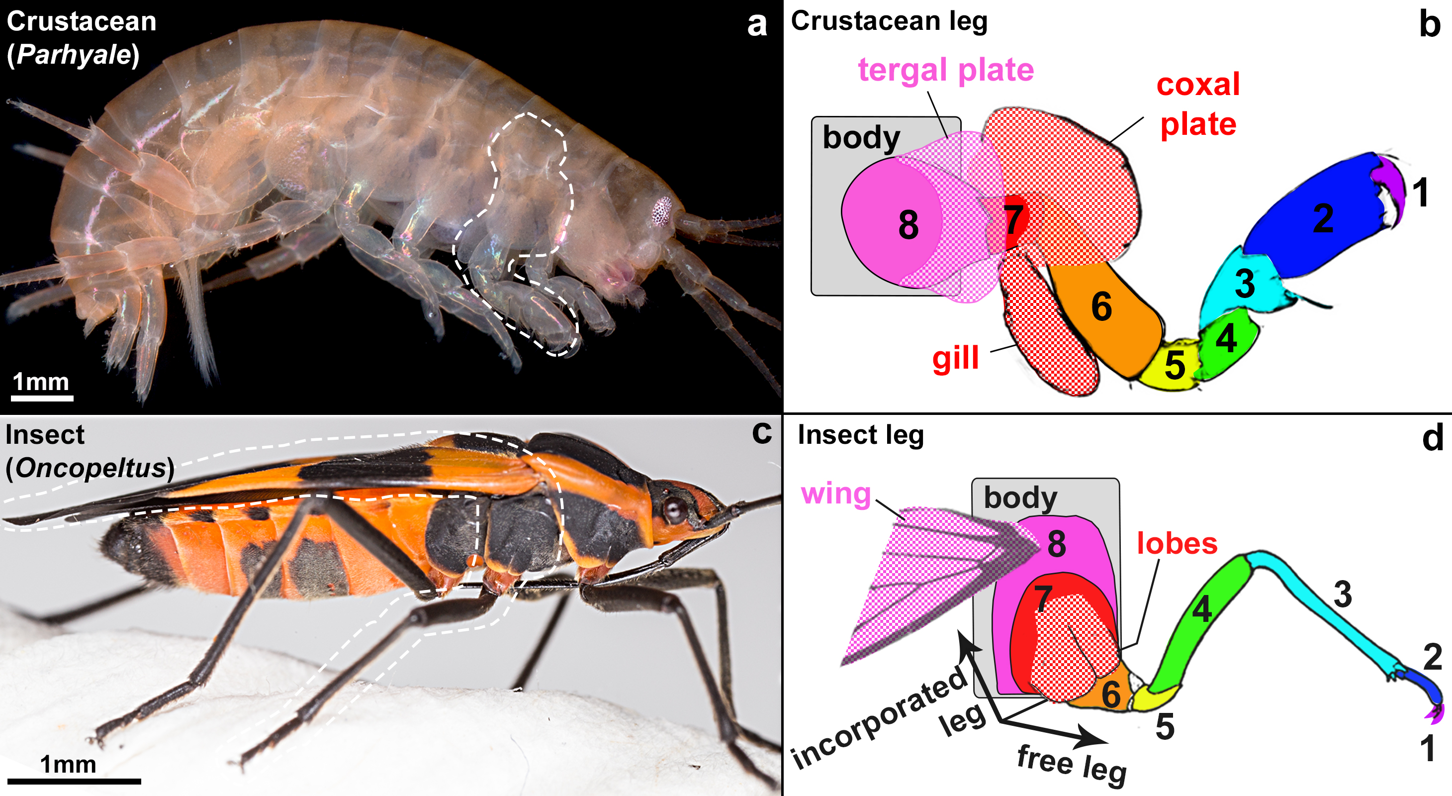 Insects incorporated two ancestral crustacean leg segments (labeled 7 in red and 8 in pink) into the body wall. The lobe on leg segment 8 later formed the wing in insects, while this corresponding structure in crustaceans forms the tergal plate. Credit: Heather Bruce