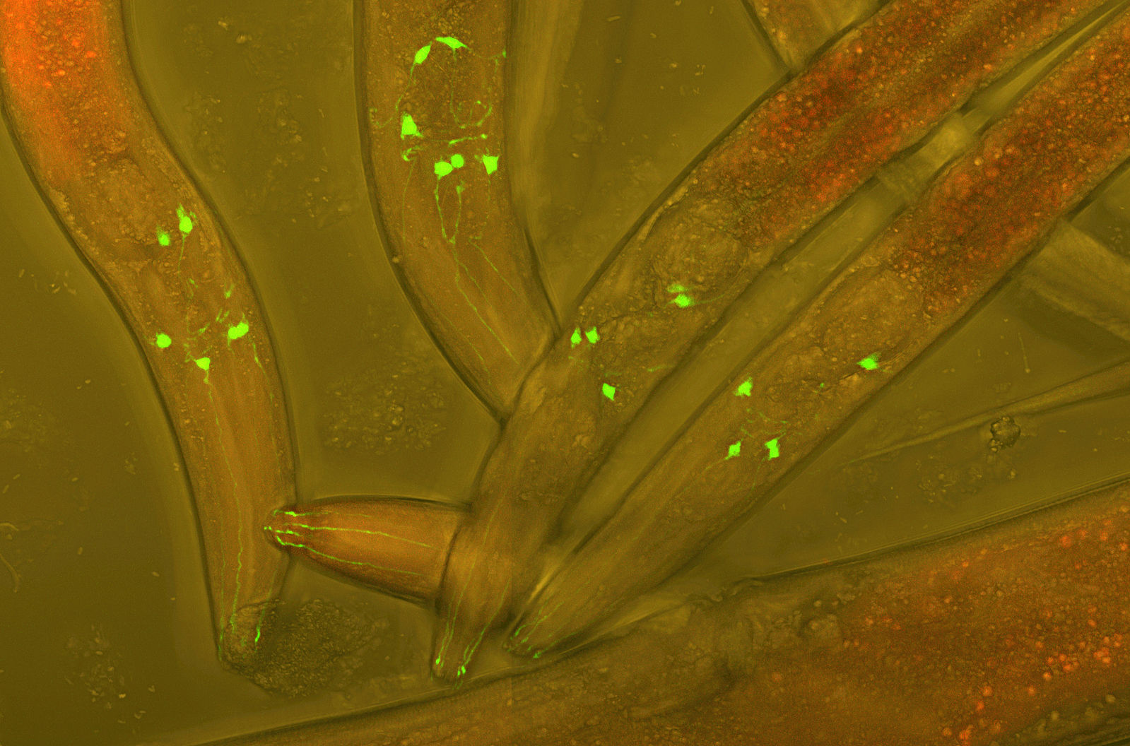 C. elegans worms with green fluorescent protein (GFP) inserted into their neurons to visualize neural development. Photo Credit: Heiti Paves, Wikimedia Commons.