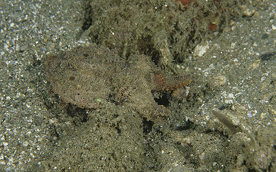 Camouflaged flamboyant cuttlefish (Metasepia pfefferi). Credit: F. Bavendam