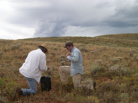 Research team members John Stark and Jed Rasmussen examine an experimental plot. Photo: Zoe Cardon