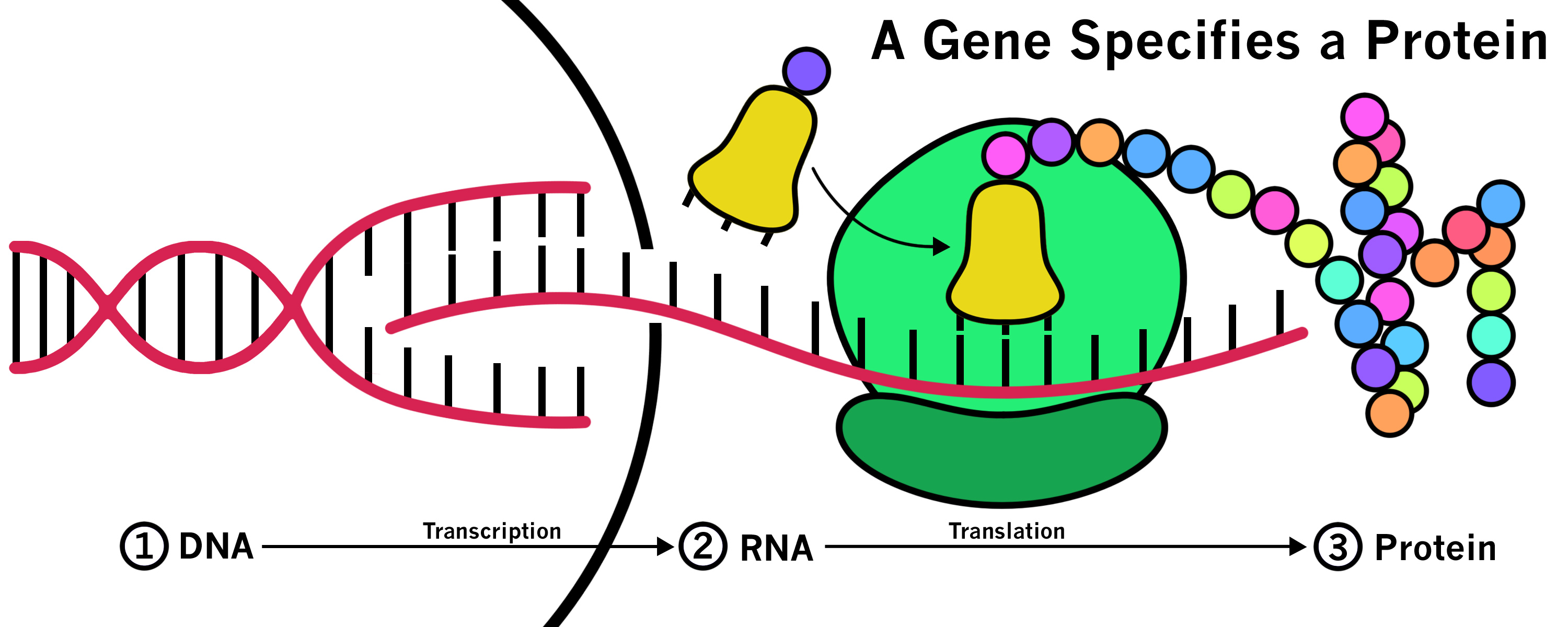 Stages in gene expression: (1) The DNA in a gene is copied, or transcribed, into messenger RNA, a highly similar molecule which is then exported from the nucleus. (2) Once in the cytoplasm, the information within the messenger RNA is decoded, or translated, into proteins (3) by the ribosome (green) which uses transfer RNAs (yellow) loaded with individual amino acids (colored). In squid, octopus, and cuttlefish, a great deal of genetic information is edited in RNA transcripts, just prior to translation. Illustration by Alana Thurston