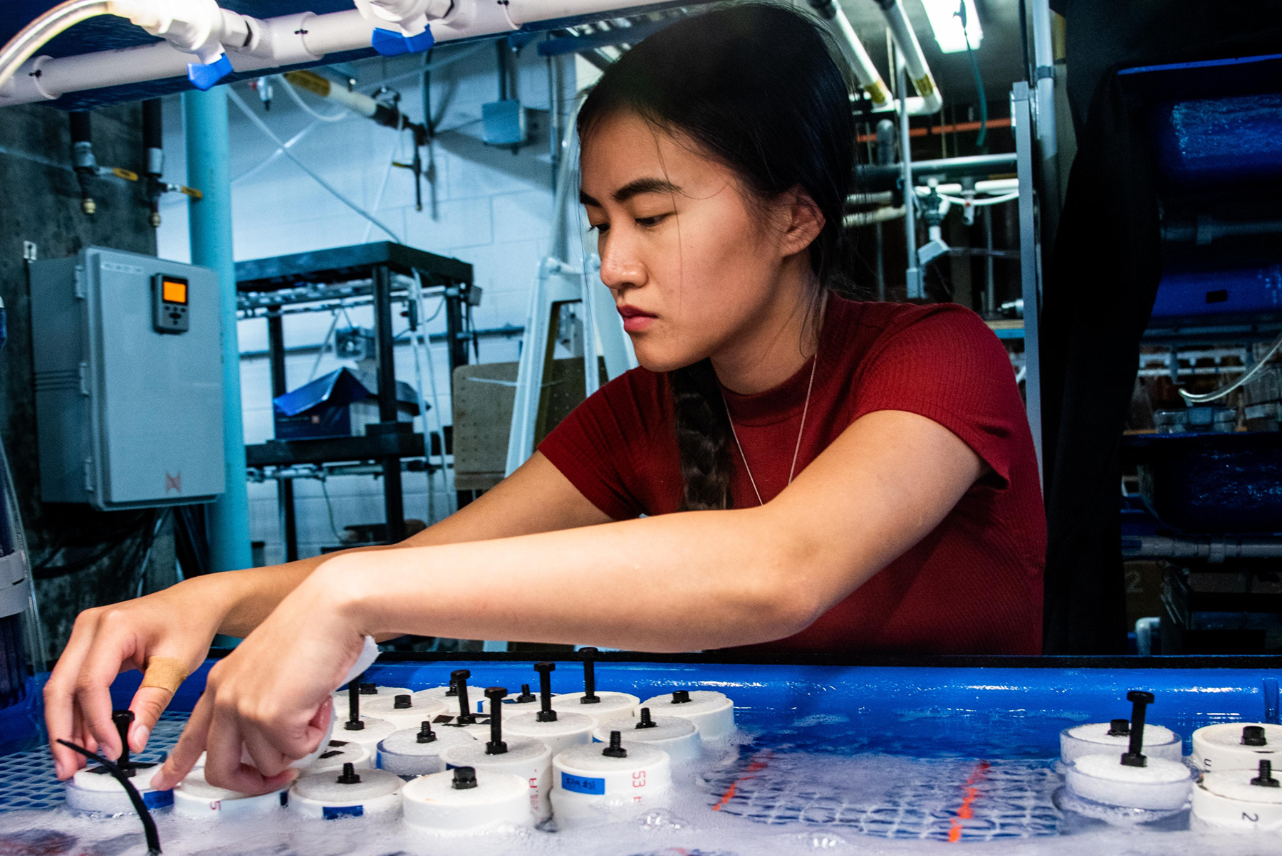 Anik Grearson, co-lead author on the paper, leans over a tank in the MBL Cephalopod Mariculture Lab. She was an intern at the MBL during 2019 while she was getting her bachelor’s degree from McMaster University. She is currently in a master’s degree program at Northeastern University. 