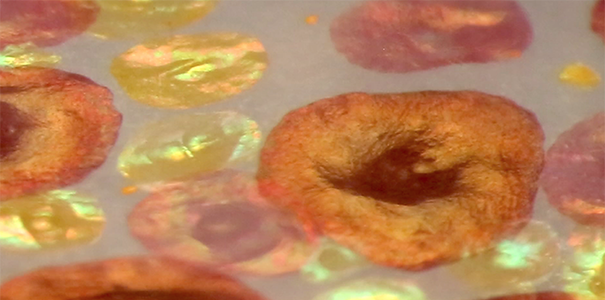 Close up of iridescent reflectance from expanded yellow red and brown squid chromatophores.