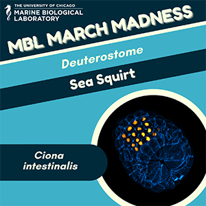 MBL March Madness: Sea Squirt (Ciona intestinalis)