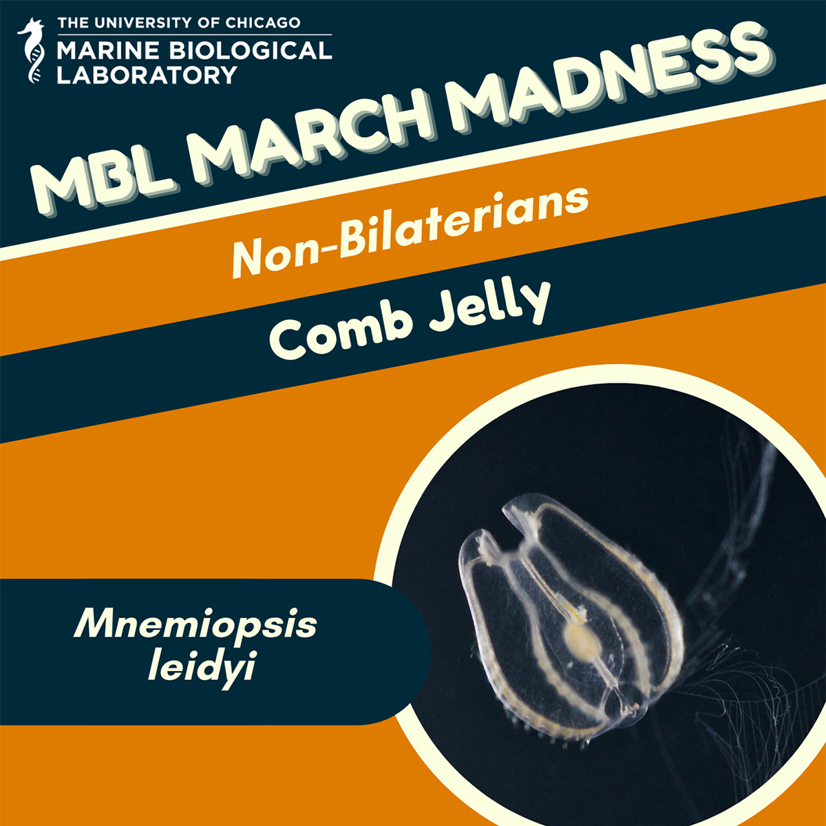 MBL March Madness: Comb Jelly (Mnemiopsis leidyi)