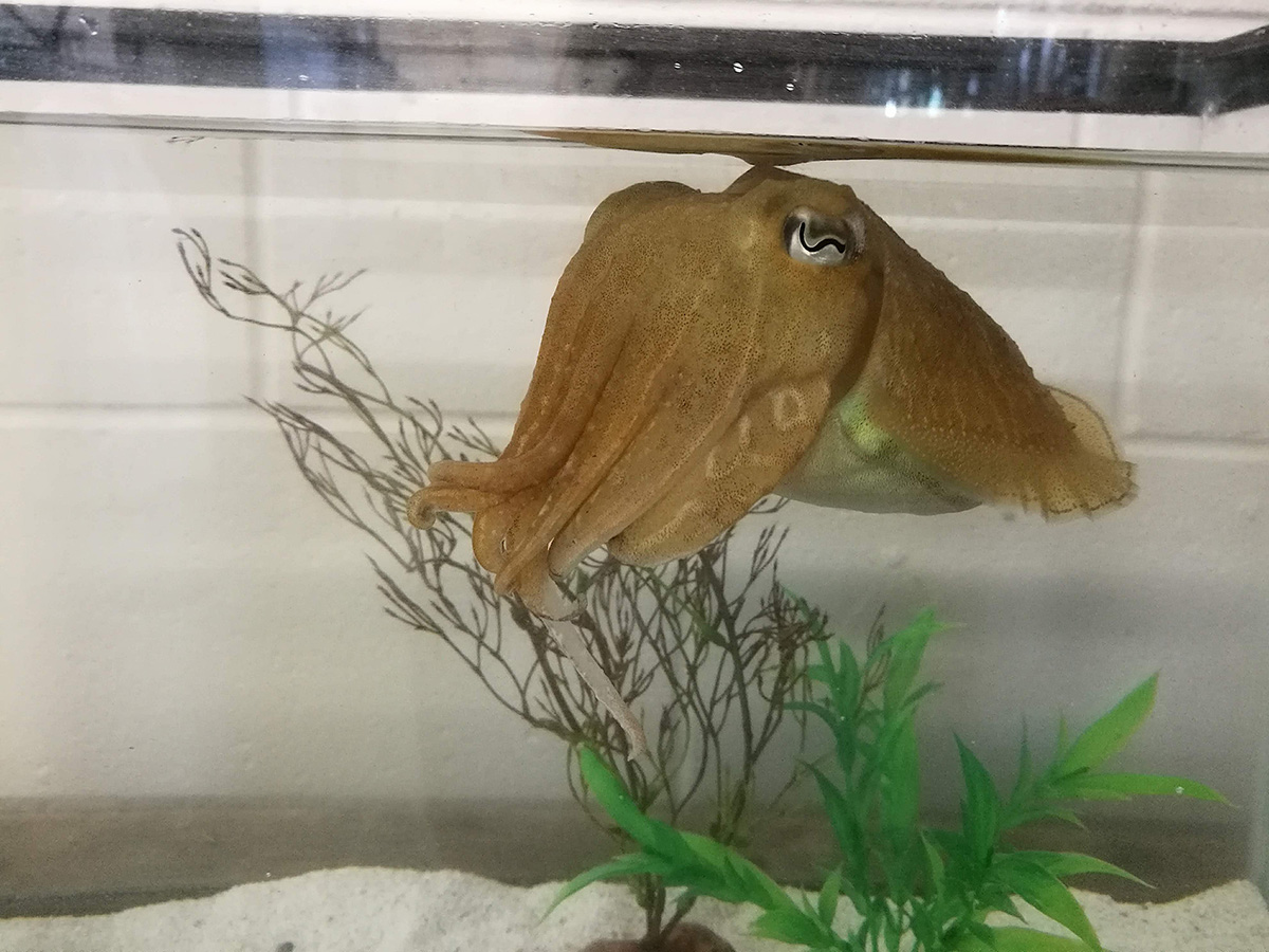 The common cuttlefish, Sepia officinalis, in a tank at the Marine Biological Laboratory. Credit: Alexandra Schnell