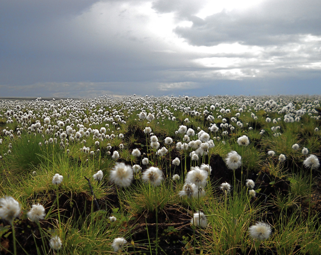 Cottongrass