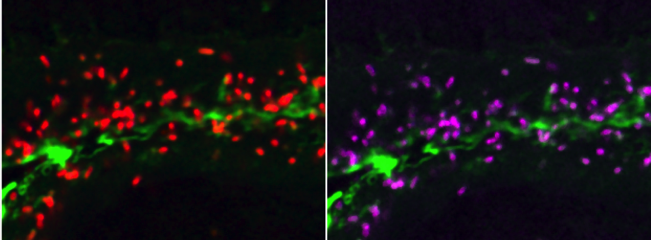 Identifying bacteria in the esophagus of the cuttlefish. In this close-up view, two different probes both identify the same cells: red shows bacteria and purple shows the family Vibrionaceae. Using more than one probe increases confidence in the identification. Credit: Tabita Ramírez-Puebla and Jessica Mark Welch