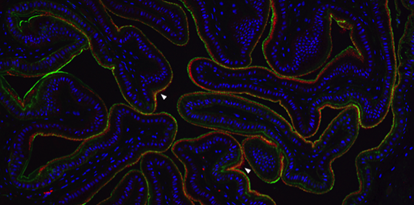 The esophagus of a cuttlefish. Bacteria (red) are in a layer of mucus (green) lining the inside of the esophagus. Cuttlefish cell nuclei are shown in blue. 