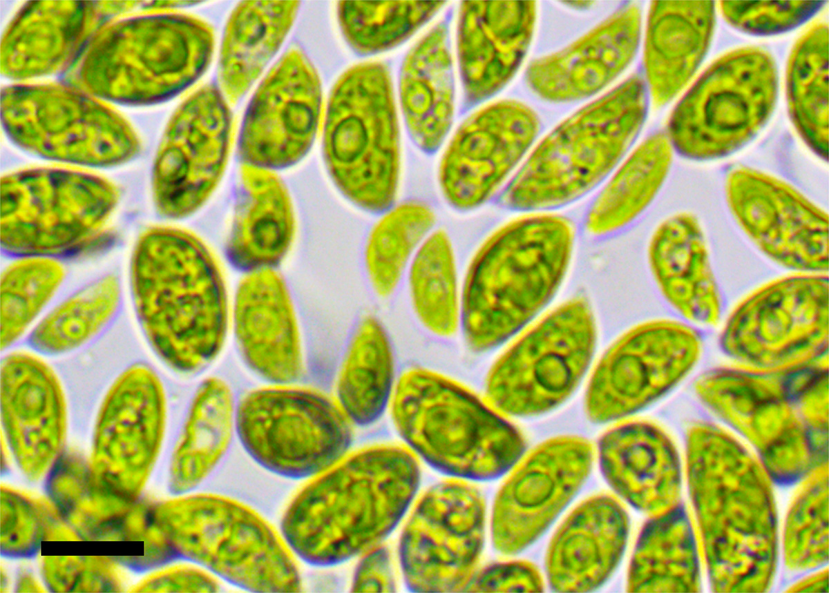 Acutodesmus deserticola, a desert-derived green algae, grows in liquid culture at MBL. This alga’s cells are tiny but extremely resilient, capable of surviving multiple cycles of desiccation and rehydration in a single day. Credit: E.L. Peredo.