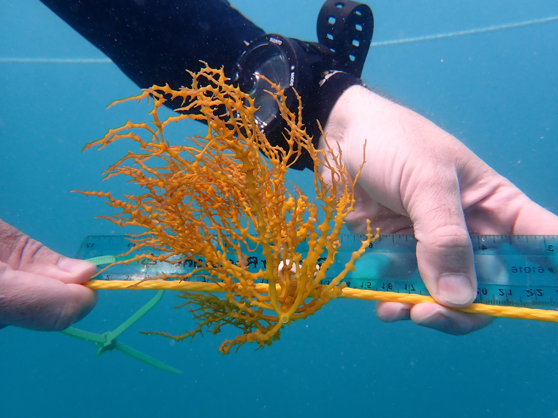 MBL Begins First Test of Tropical Seaweed Farming for Biofuels 