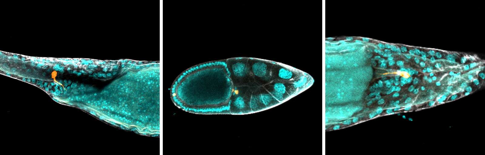 Drosophila Embryo crdit Louis Prahl, Postdoc UPenn
