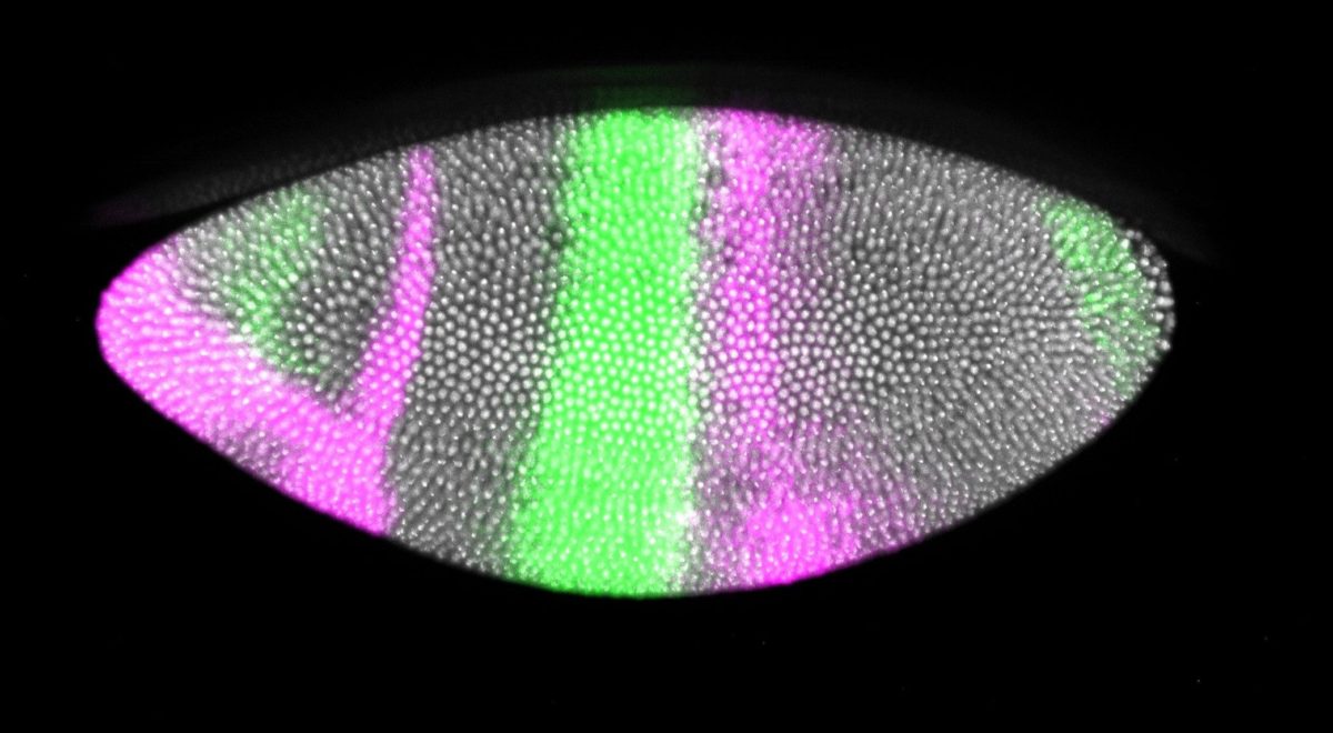 drosophila embryo Credit Louis Prahl