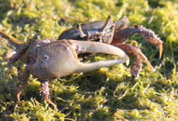 Fiddler-crab,-Uca-pugnax,-ManchesterSea,-Massachusetts,-Jon-Whitcomb