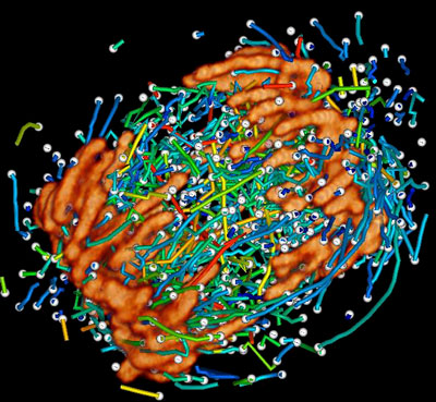 A dividing cell imaged by 2014 Nobel Laureate Eric Betzig. The cell is in anaphase; image shows histones and 3D tracks of growing microtubule ends color-coded by velocity.