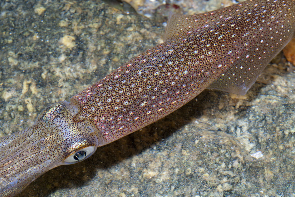 Loligo