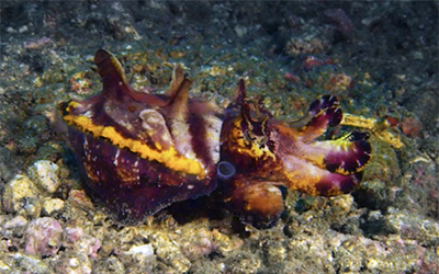 Flamboyant cuttlefish (Metasepia pfefferi) in flamboyant display. Courtesy Roger Hanlon