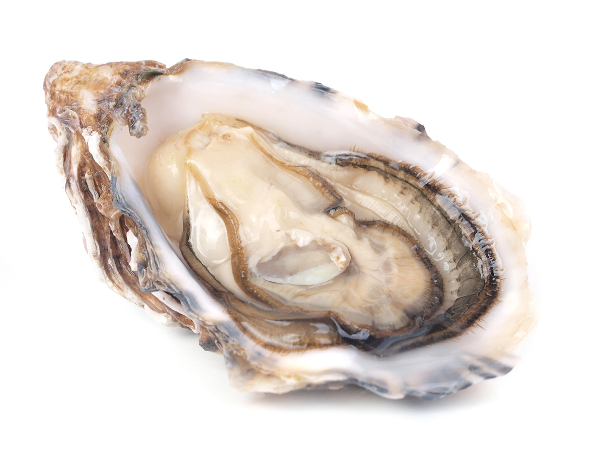 Mollusks such as the eastern oyster, sea scallop, and Atlantic surf clam are the most vulnerable among shellfish to ocean acidification. Southeastern Massachusetts has the highest mollusk harvest revenues of any coastal area in the United States, according to NOAA Fisheries.