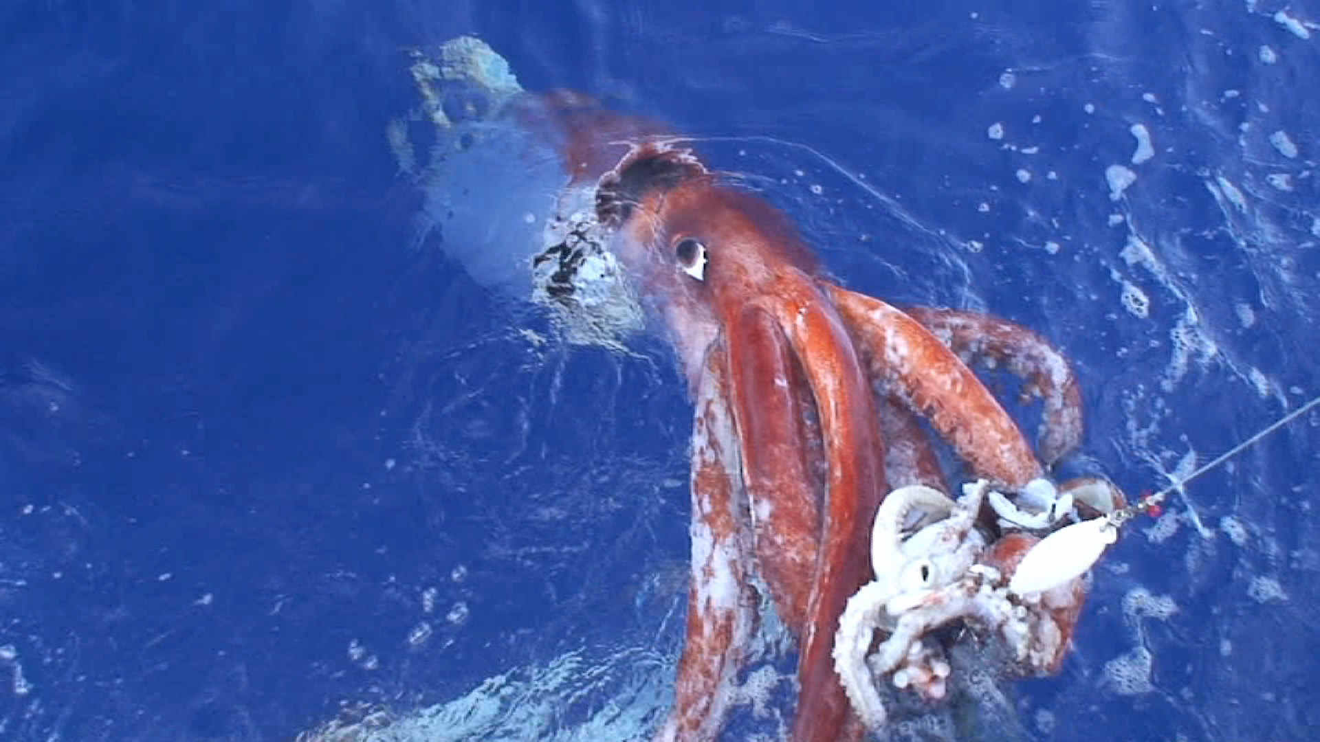 In a rare event, a live giant squid (Architeuthis dux) is hauled to the surface on a baited hook in Japan. The giant squid can be 40 feet long tip-to-tail and weigh nearly a ton. Credit: Tsunemi Kubodera