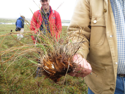 Hand with tussock Credit Meera Subramanian 2015-07-24toolik-21