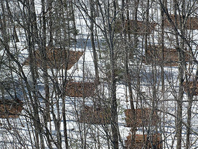 Heated and control plots in a long-term soil warming study at Harvard Forest, Petersham, Mass. Jerry Melillo of the Marine Biological Laboratory, Woods Hole, Mass., and colleagues began the study in 1991. Credit: Audrey Barker-Plotkin