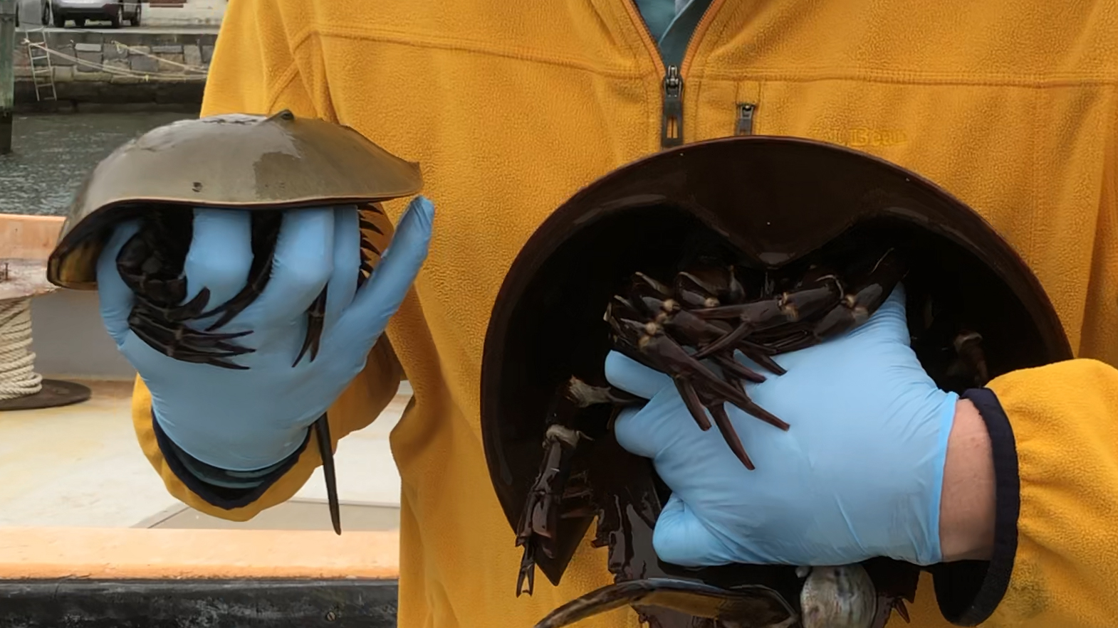 MBL's Dave Remsen holds a pair of horseshoe crabs.