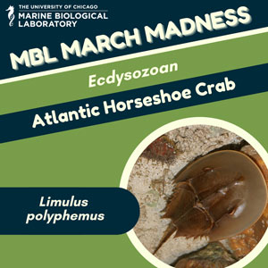 MBL March Madness: Atlantic Horseshoe Crab (Limulus polyphemus)