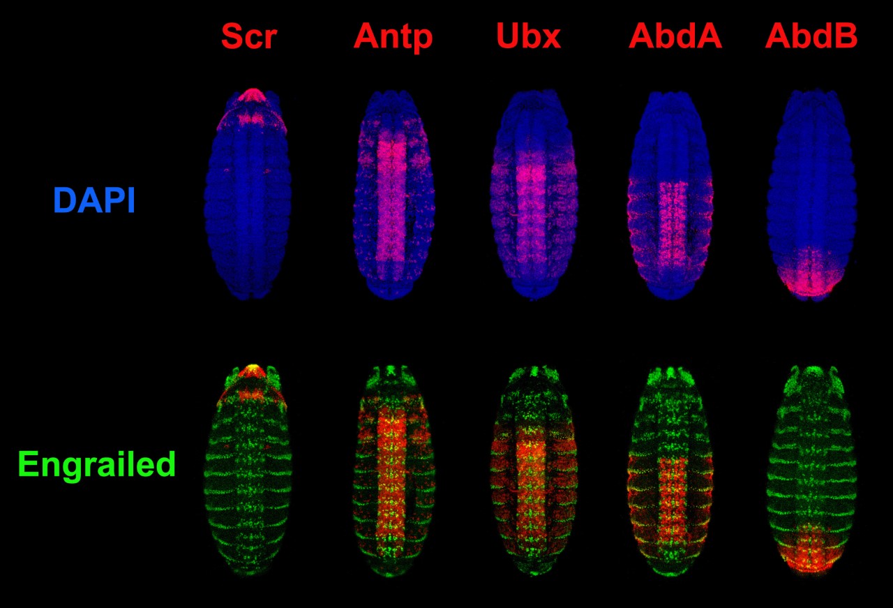 Hox gene expression in Drosophila; data collected by Quintay course students.