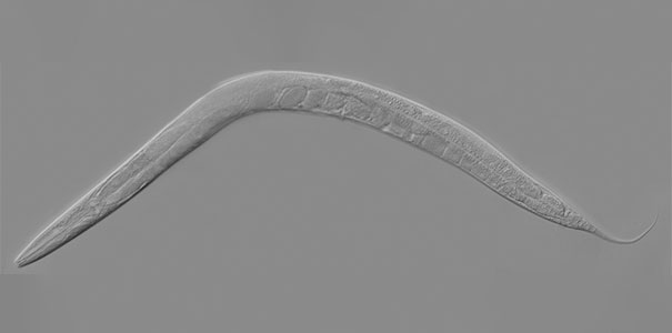 C. elegans worm