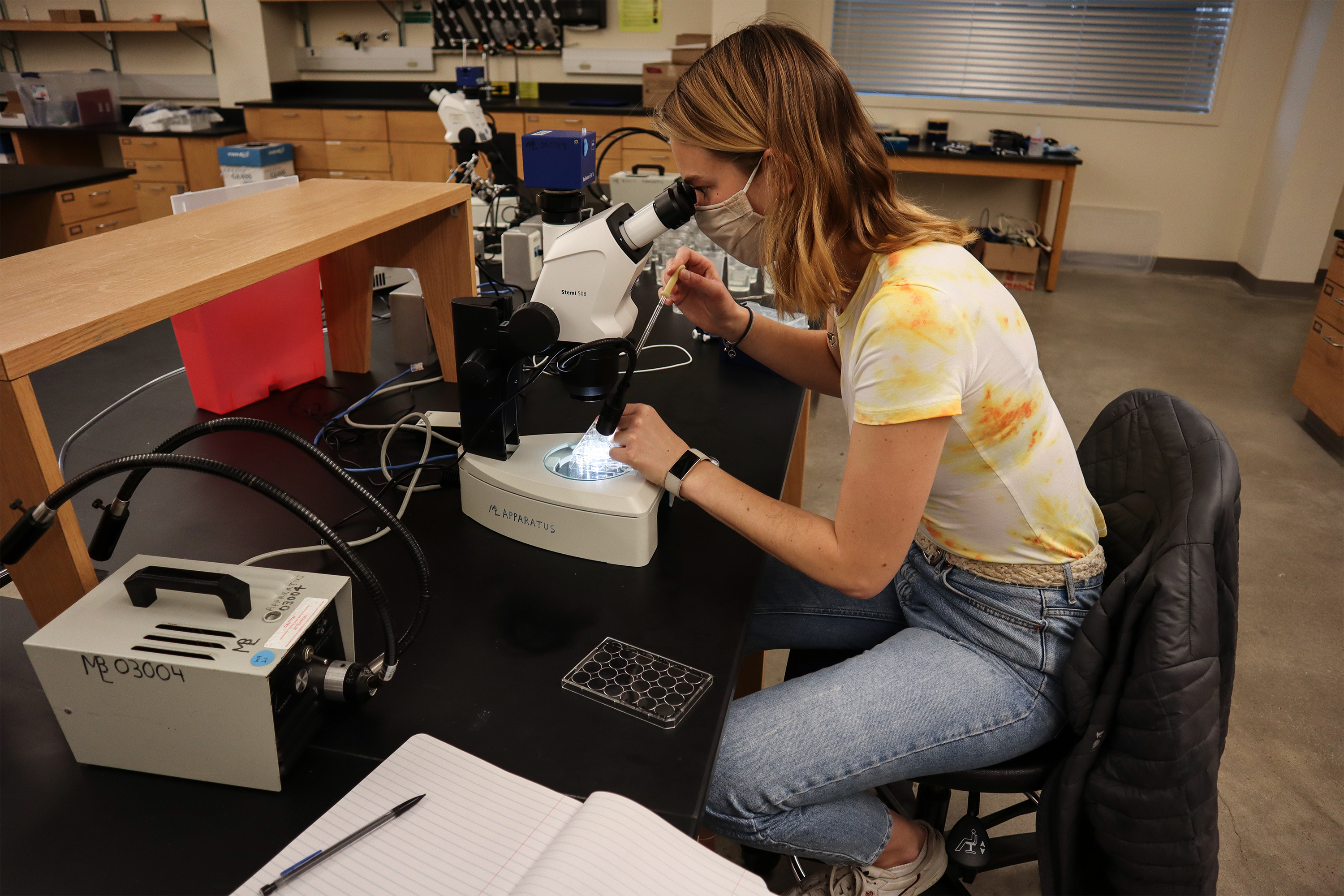 Phoebe Hall, third year biology student, examines specimens through a microscope during the Stem Cells and Regeneration course at the MBL. Credit: Emily Greenhalgh 
