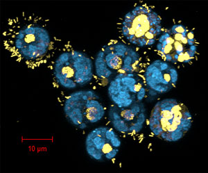 Cells of the unicellular green alga Scenedesmus rotundus. Credit: Zoe Cardon