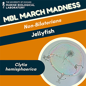 MBL March Madness: Jellyfish (Clytia hemisphaerica)