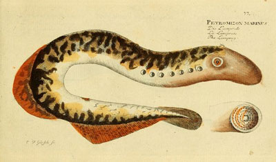 Morgan's research organism, the lamprey, can regenerate its spinal cord and resume swimming within 12 weeks of injury. Credit: Biodiversity Heritage Library