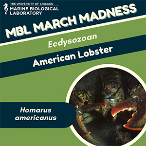 MBL March Madness: American Lobster (Homarus americanus)