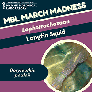 MBL March Madness: Longfin Squid (Doryteuthis pealeii)