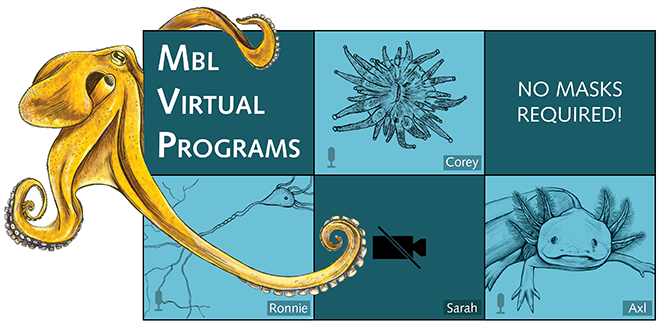 MVP (MBL Virtual Programs) Banner