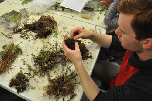 Man Sorting tundra 1 2015-07-27pluck-125 Credit Meera Subramanian