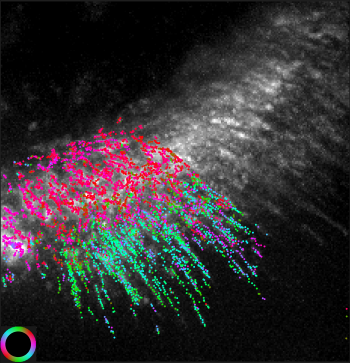 Molecular Orientation Color Overlay: Color-coded actin filament orientation is overlaid on the intensity image. This image is obtained by collapsing the movies. The orientation is shown by a color according to the color wheel at bottom left. Because of the resolution limit of light microscopes, actin filament orientation in cells was previously accessible only with electron microscopes, but can now be imaged in live cells. Credit: Shalin Mehta and Tomomi Tani