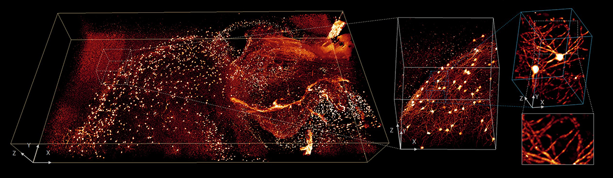 4 x 2 x 0.5 mm3 volume of brain from fixed and cleared mouse. Progressively higher resolution subvolumes highlight the detailed structures with isotropic submicron resolution. Credit: Y. Su, Y. Wu, H. Vishwasrao and T. Usdin