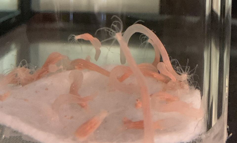Nemostella adults in Karen Echeverri’s lab at the Marine Biological Laboratory. Credit: Karen Echeverri