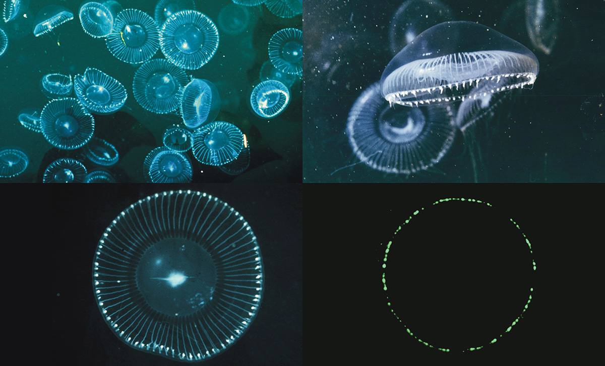 Four images of the jellyfish Aequorea taken by Osamu Shimomura in 1961 at Friday Harbor, Washington. At top, Shimomura photographed these specimens directly in the harbor during sunlight. At bottom, after transporting jellyfish to a darkroom, he exposed them to fresh water to trigger bioluminescence. This panel was exhibited as part of The Living Lights display at the 2014 Edinburgh International Science Festival.