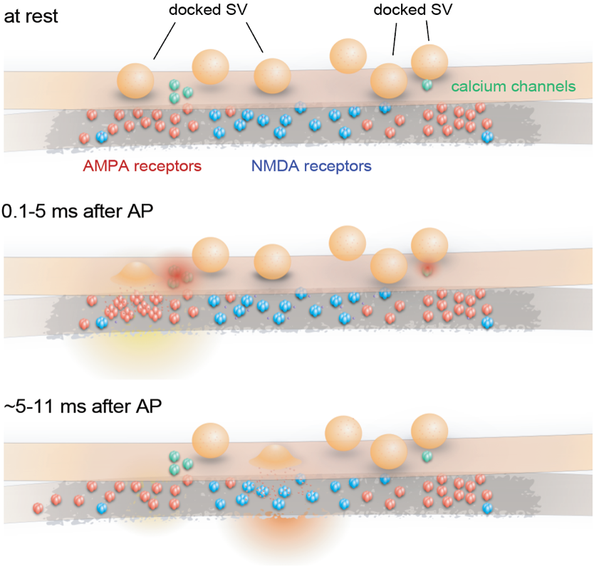 Schematic of proposed synaptic organization and events.