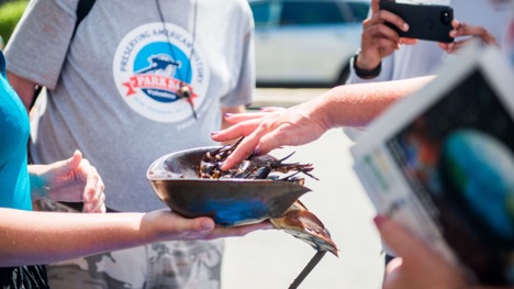 Visitors explore the underside of a horseshoe crab, one of many marine organisms that visitors could interact with at the MBL's touch tank exhibit.